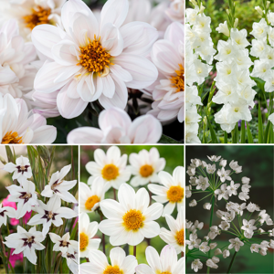FloraStore Bulb'Jardin Blanc'- Mélange de bulbes à fleurs - 250 pièces - Publicité