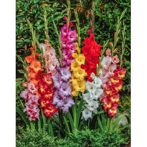 FloraStore Gladiolus - Mélange de 60 - Bulbes de glaïeuls - Glaïeuls à grandes fleurs - Publicité