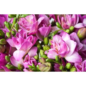 FloraStore Freesia - Mélange de 100 - Freesia Double Mix - Bulbes à fleurs - Publicité