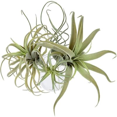 PUNNYB De 4 Plantes Aériennes Artificielles Fleurs Artificielles - Publicité PUNNYB De 4 Plantes Aériennes Artificielles Fleurs Artificielles - Publicité