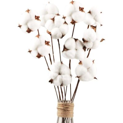 OEM Lot De 30 Véritables Fleurs De Coton Séchées Avec Tige, 30 Cm - Publicité OEM Lot De 30 Véritables Fleurs De Coton Séchées Avec Tige, 30 Cm - Publicité