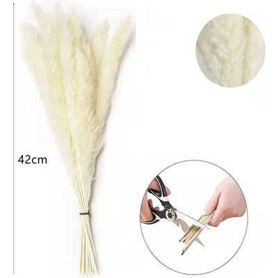 HEAT 30 Petites Fleurs Séchées Blanches En Roseau, Idéales Pour Décorer Un Bouquet D'Immortelles Et D'Herbes De La Pampa. Décorations De Noël À Faire Soi-même. Publicité HEAT 30 Petites Fleurs Séchées Blanches En Roseau, Idéales Pour Décorer Un Bouquet D'Immortelles Et D'Herbes De La Pampa. Décorations De Noël À Faire Soi-même. Publicité