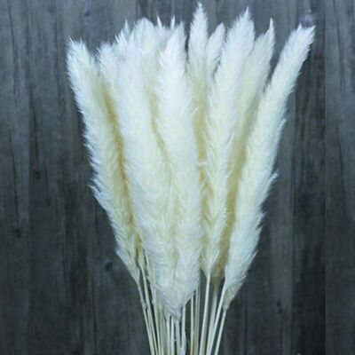 OEM 30/60 Pcs Herbe De Pampa De Fleurs Séchées Naturelles, Bouquet De Fleurs De Mariage, Bouquet De Phragmites Communis Pour Arrangements Floraux Décor À La Maison (blanc, 30pcs) Autres Objets Déco - Publicité OEM 30/60 Pcs Herbe De Pampa De Fleurs Séchées Naturelles, Bouquet De Fleurs De Mariage, Bouquet De Phragmites Communis Pour Arrangements Floraux Décor À La Maison (blanc, 30pcs) Autres Objets Déco - Publicité