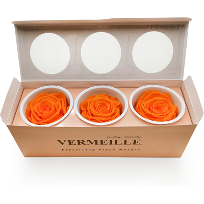 OEM Rose Stabilisée - Orange - Orange - Xl - 3 Pièces - Publicité OEM Rose Stabilisée - Orange - Orange - Xl - 3 Pièces - Publicité