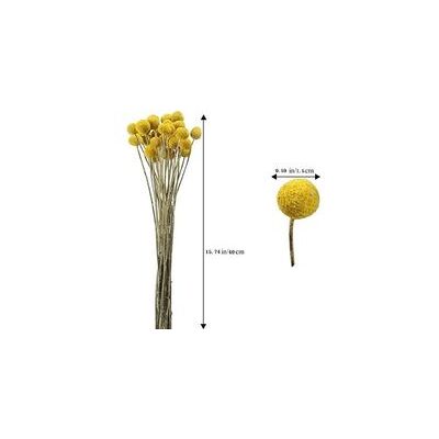 OEM Bouquet De 40 Tiges De Craspedias Séchées Naturelles, Idéal Pour Noël, Les Mariages Et La Décoration Florale Hivernale De La Maison.-crezuo - Publicité OEM Bouquet De 40 Tiges De Craspedias Séchées Naturelles, Idéal Pour Noël, Les Mariages Et La Décoration Florale Hivernale De La Maison.-crezuo - Publicité