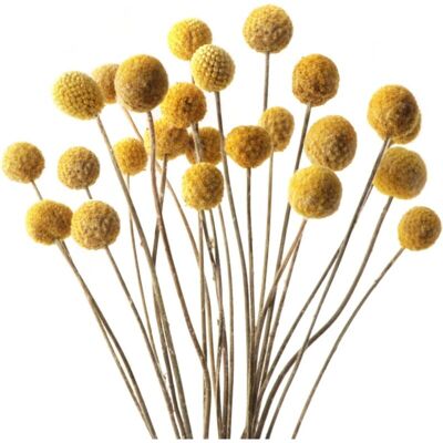 OEM Lot De 40 Boules De Fleurs Séchées Jaunes Pour Décoration De Mariage, Maison, Vase, Arrangement Floral (doré) - Publicité OEM Lot De 40 Boules De Fleurs Séchées Jaunes Pour Décoration De Mariage, Maison, Vase, Arrangement Floral (doré) - Publicité
