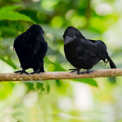 BRINSEA 2 Pièces D'Halloween Simulé Plume Corbeau Décoration De Bureau Noir Corbeau Photographie Accessoires Pastorale Oiseau Repoussant Les Fournitures De Festival Occidental - Publicité BRINSEA 2 Pièces D'Halloween Simulé Plume Corbeau Décoration De Bureau Noir Corbeau Photographie Accessoires Pastorale Oiseau Repoussant Les Fournitures De Festival Occidental - Publicité