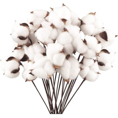 IRISFR Lot De 20 Fleurs De Coton Naturel Séchées, Tiges Artificielles, Branches Décoratives Pour Balcon, Maison, Table, Composition Florale - Publicité IRISFR Lot De 20 Fleurs De Coton Naturel Séchées, Tiges Artificielles, Branches Décoratives Pour Balcon, Maison, Table, Composition Florale - Publicité
