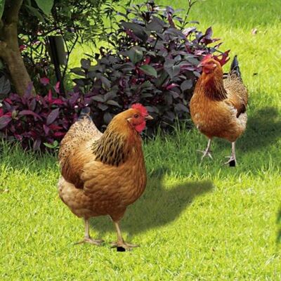 SANS MARQUE Lot De 2 Piquets De Jardin En Acrylique – Décoration Coq Réaliste Pour Extérieur – Résistant Aux Intempéries – Idéal Pour Terrasse Et Pelouse - Publicité SANS MARQUE Lot De 2 Piquets De Jardin En Acrylique – Décoration Coq Réaliste Pour Extérieur – Résistant Aux Intempéries – Idéal Pour Terrasse Et Pelouse - Publicité