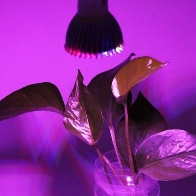 SANS MARQUE Grow Lights, 28w 28leds Spectre Complet E14/gu10 Led Grow Light Ampoule De Lampe De Croissance Pour Fleur Plante Hydroponique Jardin Intérieur Serre 85v-265v(e14) - Publicité SANS MARQUE Grow Lights, 28w 28leds Spectre Complet E14/gu10 Led Grow Light Ampoule De Lampe De Croissance Pour Fleur Plante Hydroponique Jardin Intérieur Serre 85v-265v(e14) - Publicité