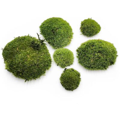 OEM Mousse Coussin - Vert Foncé Naturel - 0,062 M² (40 X 15 Cm) - France - Publicité OEM Mousse Coussin - Vert Foncé Naturel - 0,062 M² (40 X 15 Cm) - France - Publicité