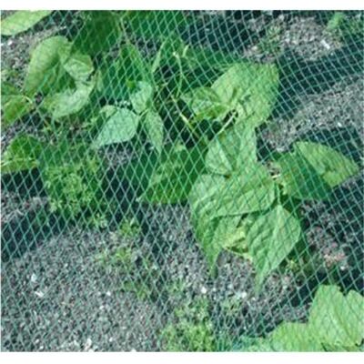 Cellfast 4mx10m Filet De Volière Maille Anti-oiseaux Protection Pour Plant Légume Fruit Étang Jardin - Publicité Cellfast 4mx10m Filet De Volière Maille Anti-oiseaux Protection Pour Plant Légume Fruit Étang Jardin - Publicité