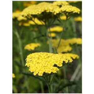 LE JARDIN DU PIC VERT Achillée 'helios' Godet De 8/9 Cm - Publicité LE JARDIN DU PIC VERT Achillée 'helios' Godet De 8/9 Cm - Publicité