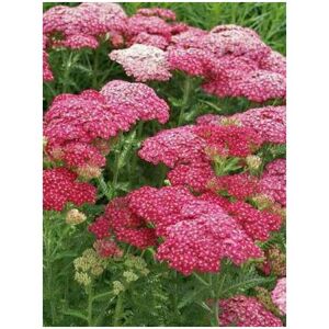 LE JARDIN DU PIC VERT Achillée Millefeuille 'saucy Seduction' Godet De 8/9 Cm - Publicité LE JARDIN DU PIC VERT Achillée Millefeuille 'saucy Seduction' Godet De 8/9 Cm - Publicité