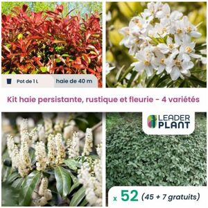 LEADERPLANTCOM Kit arbustes persistant, rustique et fleuri - 4 variétés -52 plantes en pot de 1L - Publicité