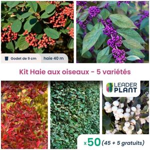 Leaderplantcom - kit Haie aux oiseaux - 5 variétés - Lot de 50 plants en godet - Publicité