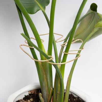 Vision Support De Tige Pour Plantes Monstera, 5 Pièces, Support De Stabilisateur Durable, Design Unique Pour Plantes Grimpantes, Support Idéal Pour Une Croissance Florissante (doré) - Publicité Vision Support De Tige Pour Plantes Monstera, 5 Pièces, Support De Stabilisateur Durable, Design Unique Pour Plantes Grimpantes, Support Idéal Pour Une Croissance Florissante (doré) - Publicité