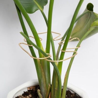 Vision Support De Tige Pour Plantes Monstera, 5 Pièces, Support De Stabilisateur Durable, Design Unique Pour Plantes Grimpantes, Support Idéal Pour Une Croissance Florissante (doré) - Publicité Vision Support De Tige Pour Plantes Monstera, 5 Pièces, Support De Stabilisateur Durable, Design Unique Pour Plantes Grimpantes, Support Idéal Pour Une Croissance Florissante (doré) - Publicité