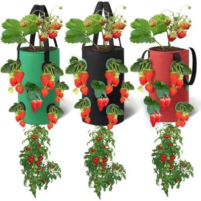 IRISFR Lntyq 3 Sacs De Culture Pour À Suspendre,sac Pour Plantes À Poser,sacs De Avec 12 Trous Plantation Respirants,pour Fraises, Herbes, Fleurs, Légume,20cm35cm(rouge, Noir, Vert) - Publicité IRISFR Lntyq 3 Sacs De Culture Pour À Suspendre,sac Pour Plantes À Poser,sacs De Avec 12 Trous Plantation Respirants,pour Fraises, Herbes, Fleurs, Légume,20cm35cm(rouge, Noir, Vert) - Publicité