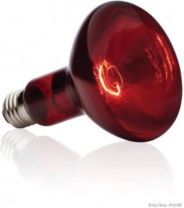 Cette ampoule chauffante typique émet des ondes de chaleur infrarouge - Elle comporte un réflecteur spécial intégré permettant de diriger la chaleur dans n'importe quelle direction souhaitée image