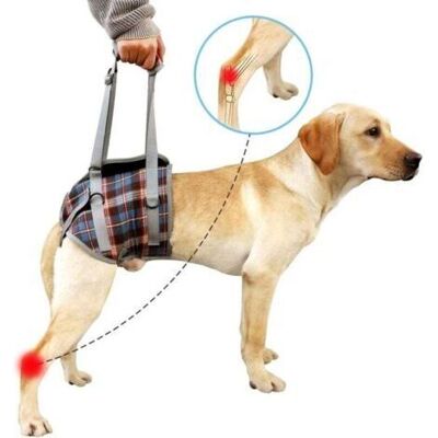 SANS MARQUE Harnais De Soutien Pour Chien, Pattes Arrière Pour Animaux De Compagnie, Levage Réglable, Sangle De Récupération Pour Chien, Rééducation, Aide Canine Pour La Marche Des Chiens Âgés (s) - Publicité SANS MARQUE Harnais De Soutien Pour Chien, Pattes Arrière Pour Animaux De Compagnie, Levage Réglable, Sangle De Récupération Pour Chien, Rééducation, Aide Canine Pour La Marche Des Chiens Âgés (s) - Publicité