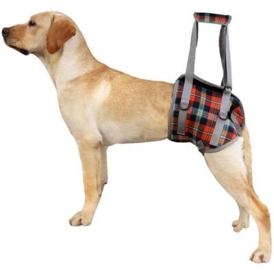 ABYSSE Harnais De Soutien Pour Chiens Réglable Harnais Pour Chien Handicapé Pour Les Jambes Arrière, Maille Harnais Levage Avec Poignée Pour L'Aide Canine Réadaptation, Chiens Âgés, Blessés (s, Treill - Publicité ABYSSE Harnais De Soutien Pour Chiens Réglable Harnais Pour Chien Handicapé Pour Les Jambes Arrière, Maille Harnais Levage Avec Poignée Pour L'Aide Canine Réadaptation, Chiens Âgés, Blessés (s, Treill - Publicité