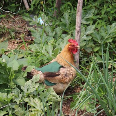 MCKENSA Tablier En Toile Pour Poules, Gilet De Selle Pour Poules, Protection Pour Ailes De Poules Et De Canards, Vestes Pour Poules, Tabliers Pour Poules, Accessoires Pour L'Élevage De Volailles - Publicité MCKENSA Tablier En Toile Pour Poules, Gilet De Selle Pour Poules, Protection Pour Ailes De Poules Et De Canards, Vestes Pour Poules, Tabliers Pour Poules, Accessoires Pour L'Élevage De Volailles - Publicité