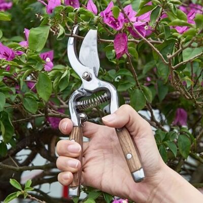 ABYSSE 1pc, Ciseaux De Taille à Poignée En Bois, Ciseaux à Branches De Fruits, Ciseaux à Coude, Ciseaux De Jardin - Publicité ABYSSE 1pc, Ciseaux De Taille à Poignée En Bois, Ciseaux à Branches De Fruits, Ciseaux à Coude, Ciseaux De Jardin - Publicité