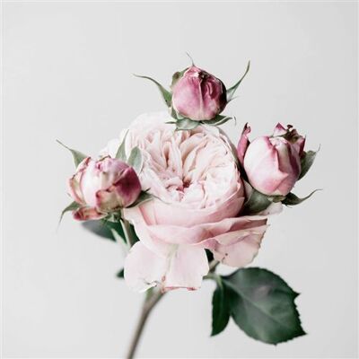 Artis Tableau sur toile roses 45x45 cm CEANOTHE Décoration Murale Art Décoratif Muraux Peinture Imprimée en HD Salon Chambre Bureau Fabriqué en France Rose - Publicité Artis Tableau sur toile roses 45x45 cm CEANOTHE Décoration Murale Art Décoratif Muraux Peinture Imprimée en HD Salon Chambre Bureau Fabriqué en France Rose - Publicité