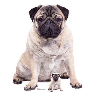 Générique STAR CUTOUTS Figurine en carton Chien Carlin assis - Haut 128 cm Multicolors - Publicité Générique STAR CUTOUTS Figurine en carton Chien Carlin assis - Haut 128 cm Multicolors - Publicité