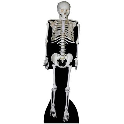 Générique STAR CUTOUTS Figurine en carton Squelette 186 cm Multicolors - Publicité Générique STAR CUTOUTS Figurine en carton Squelette 186 cm Multicolors - Publicité