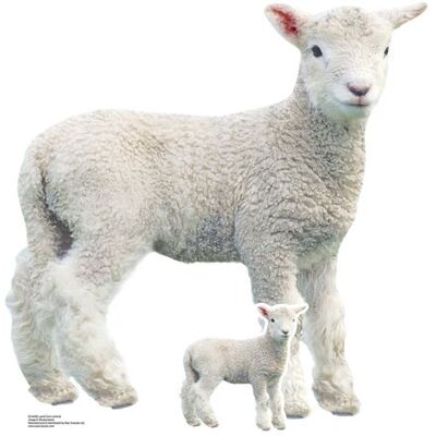 Iconicgreats - Lamb Lifesize - 74cm - 72cm - Cardboard cutout - Publicité Iconicgreats - Lamb Lifesize - 74cm - 72cm - Cardboard cutout - Publicité