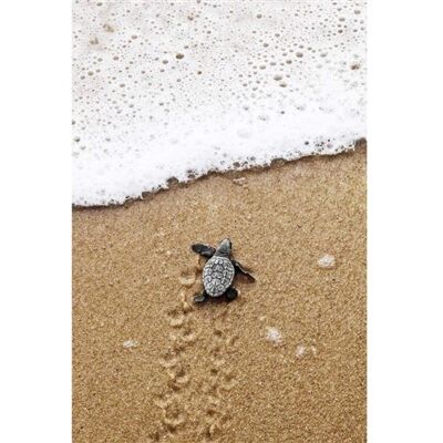Non communiqué Tableau sur toile tortue de mer 65x97 cm CEANOTHE Décoration Murale Art Décoratif Muraux Peinture Imprimée en HD Salon Chambre Bureau Fabriqué en France Beige - Publicité Non communiqué Tableau sur toile tortue de mer 65x97 cm CEANOTHE Décoration Murale Art Décoratif Muraux Peinture Imprimée en HD Salon Chambre Bureau Fabriqué en France Beige - Publicité