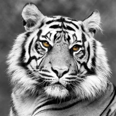 Artis Tableau sur toile tigre de face 45x45 cm CEANOTHE Décoration Murale Art Décoratif Muraux Peinture Imprimée en HD Salon Chambre Bureau Fabriqué en France Noir & Blanc - Publicité Artis Tableau sur toile tigre de face 45x45 cm CEANOTHE Décoration Murale Art Décoratif Muraux Peinture Imprimée en HD Salon Chambre Bureau Fabriqué en France Noir & Blanc - Publicité