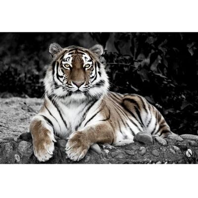 Artis Tableau sur toile Tigre en Observation 30x45 cm CEANOTHE Décoration Murale Art Décoratif Muraux Peinture Imprimée en HD Salon Chambre Bureau Fabriqué en France Noir & Blanc - Publicité Artis Tableau sur toile Tigre en Observation 30x45 cm CEANOTHE Décoration Murale Art Décoratif Muraux Peinture Imprimée en HD Salon Chambre Bureau Fabriqué en France Noir & Blanc - Publicité