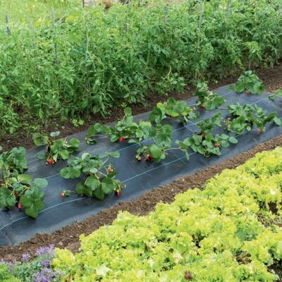 NORTENE Fresasol Paillage pour fraises - Polypropylène traité UV - 1,50x5m - Publicité NORTENE Fresasol Paillage pour fraises - Polypropylène traité UV - 1,50x5m - Publicité