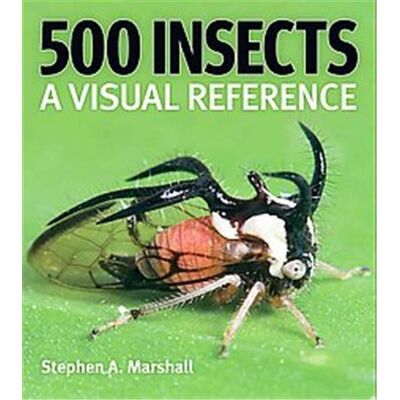 500 Insects - Publicité 500 Insects - Publicité