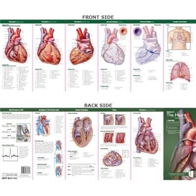 Anatomical Chart Companys Illustrated Pocket Anatomy Anatomy of The Heart Study Guide - Publicité Anatomical Chart Companys Illustrated Pocket Anatomy Anatomy of The Heart Study Guide - Publicité