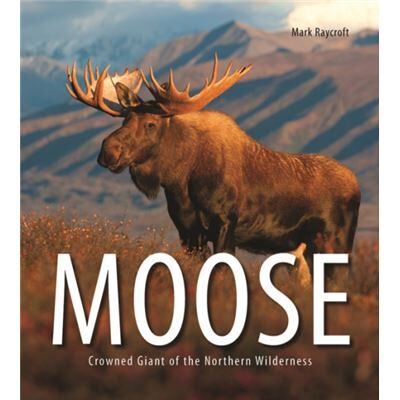 Inconnu Moose Crowned Giant of the Northern Wilderness by Mark Raycroft - Publicité Inconnu Moose Crowned Giant of the Northern Wilderness by Mark Raycroft - Publicité