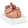 physa Maquette anatomique cerveau humain - 9 segments - grandeur nature PHY-BM-1