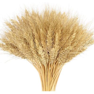 FNINIJEDE 100 Tiges de blé Fleurs séchées naturelles Décoration intérieure Mariage DIY . Publicité FNINIJEDE 100 Tiges de blé Fleurs séchées naturelles Décoration intérieure Mariage DIY . Publicité