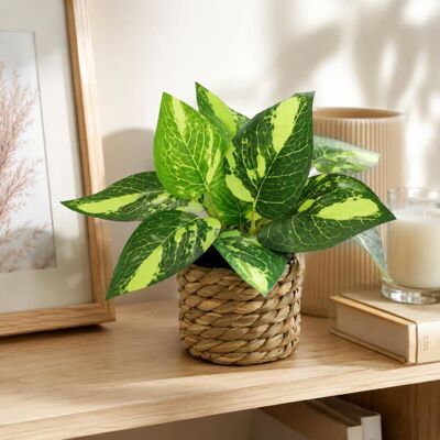 AUTREMENT Lot de 6 Plantes Artificielles Eucalyptus Mini Fleurs Tissées en Pot Décoration Maison Bureau JARDINAGE Marron - Publicité AUTREMENT Lot de 6 Plantes Artificielles Eucalyptus Mini Fleurs Tissées en Pot Décoration Maison Bureau JARDINAGE Marron - Publicité
