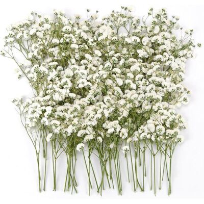 DUSSDOTE 100 gypsophiles séchées mini blanches fleurs naturelles pour scrapbooking bougies résine DIY . Vert - Publicité DUSSDOTE 100 gypsophiles séchées mini blanches fleurs naturelles pour scrapbooking bougies résine DIY . Vert - Publicité