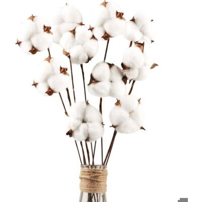 Fleurs de coton séchées - OKZ® - 10 pièces - Hauteur des tiges 42 cm - Coton naturel et artificiel - Fil de fer pliable Blanc - Publicité Fleurs de coton séchées - OKZ® - 10 pièces - Hauteur des tiges 42 cm - Coton naturel et artificiel - Fil de fer pliable Blanc - Publicité