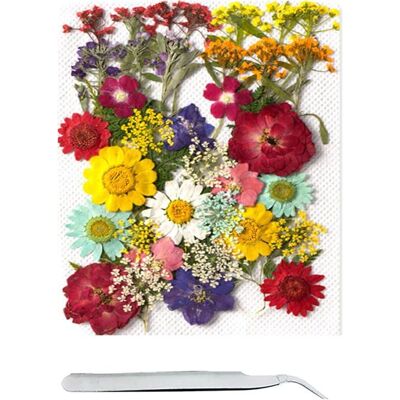 40 pièces de fleurs pressées mélangées naturelles ensemble de fleurs séchées DIY Blanc - Publicité 40 pièces de fleurs pressées mélangées naturelles ensemble de fleurs séchées DIY Blanc - Publicité