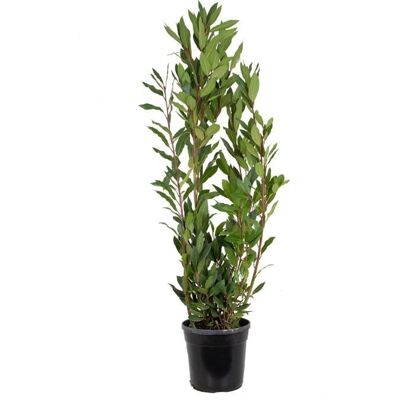 Bloomique - Laurus Nobilis - 80-100 cm - pot de 21 cm - Plante - Publicité Bloomique - Laurus Nobilis - 80-100 cm - pot de 21 cm - Plante - Publicité