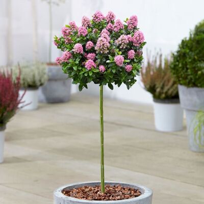 GARDENERSDREAM Arbre de Terrasse Escallonia Rose Elle 3L - Hauteur 60-90 cm - Publicité GARDENERSDREAM Arbre de Terrasse Escallonia Rose Elle 3L - Hauteur 60-90 cm - Publicité