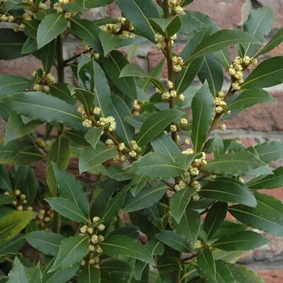 GARDENERSDREAM 1 X LAURIER NOBILIS ARBUSTE AROMATIQUE À FEUILLES PERSISTANTES BAIES DE LAURIER PLANTE HERBACÉE RUSTIQUE - Publicité GARDENERSDREAM 1 X LAURIER NOBILIS ARBUSTE AROMATIQUE À FEUILLES PERSISTANTES BAIES DE LAURIER PLANTE HERBACÉE RUSTIQUE - Publicité