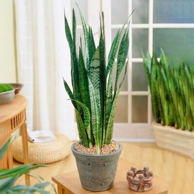 Gardeners Dream Sansevieria Coral Noir - Plante 12cm - Publicité Gardeners Dream Sansevieria Coral Noir - Plante 12cm - Publicité