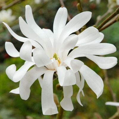 GARDENERSDREAM Magnolia Royal Star arbuste rustique à feuilles caduques pour jardin extérieur prêt à planter dans un pot de 9 cm. Publicité GARDENERSDREAM Magnolia Royal Star arbuste rustique à feuilles caduques pour jardin extérieur prêt à planter dans un pot de 9 cm. Publicité